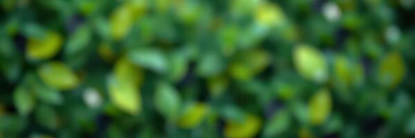 Natural greenery with blurred leaves creating a serene and calming outdoor atmosphere in a garden setting photo
