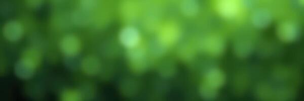 Green foliage with bokeh effect captured in soft focus during a sunny day in a vibrant natural setting photo