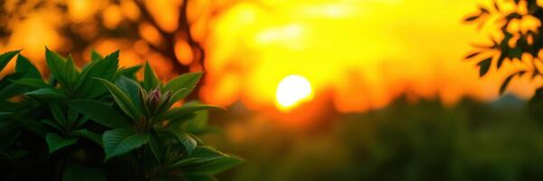 Sunset illuminating green leaves in a tranquil natural setting during evening hours photo