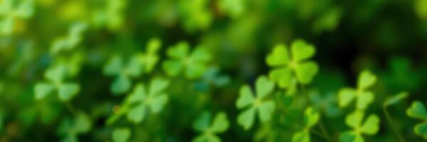 Lush green clovers growing abundantly in a sunny field during early springtime photo