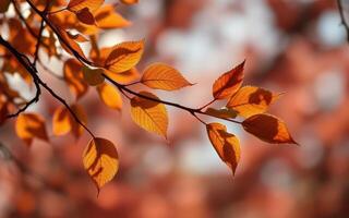 Vibrant orange leaves on branches during autumn in a tranquil outdoor setting filled with soft natural light photo