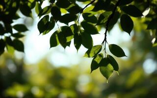 Sunlit green leaves highlight the beauty of nature in a serene setting during daytime photo