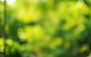 Vibrant greenery creating a serene atmosphere in a sunny forest during daytime photo