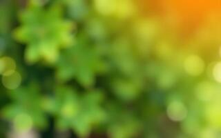 Brightly lit green foliage creates a serene and refreshing atmosphere in a natural setting during the day photo
