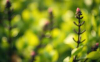 Close-up of vibrant green plants with budding flowers in a lush garden during late spring photo