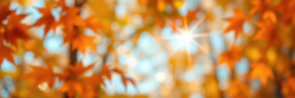 Autumn leaves illuminated by sunlight create a warm and vibrant atmosphere in a forest setting photo
