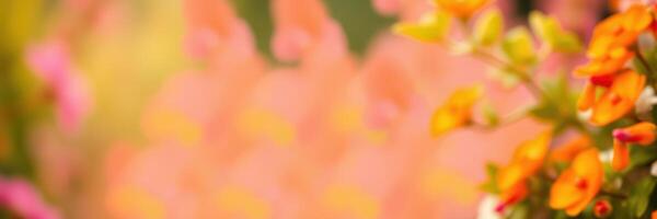 Colorful flowers blooming in a vibrant garden during a sunny day in springtime photo