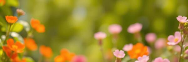 Vibrant flowers bloom in a sunny garden during springtime, showcasing vivid colors and natural beauty photo