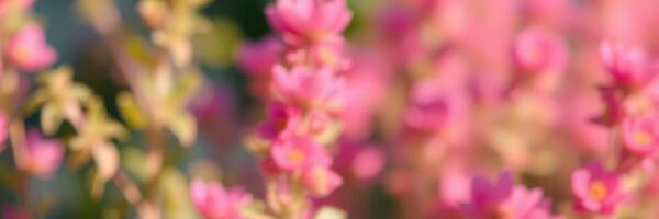 Vibrant pink flowers bloom in a sunlit garden during springtime amidst lush greenery photo