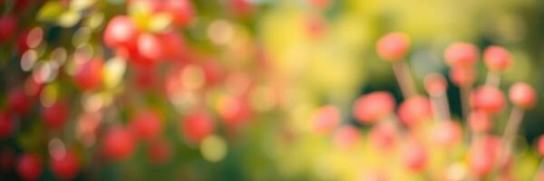 Colorful and blurred backdrop of vibrant red flowers in a lush garden setting illuminated by sunlight during a warm afternoon photo