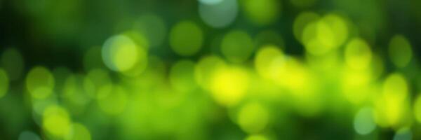 Soft green bokeh creates a tranquil atmosphere in a sunlit forest during springtime photo