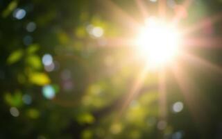 Sunlight streams through green leaves in a vibrant forest setting during a bright afternoon photo