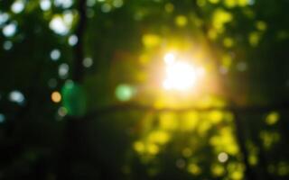 Sunlight filters through dense foliage during a serene afternoon in a tranquil forest photo