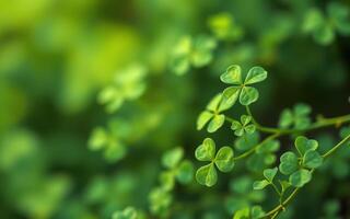 Vibrant green clovers growing in a lush environment capturing the essence of springtime's renewal and natural beauty photo