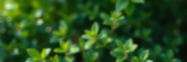 Green leaves basking in sunlight create a serene atmosphere in a lush garden setting photo