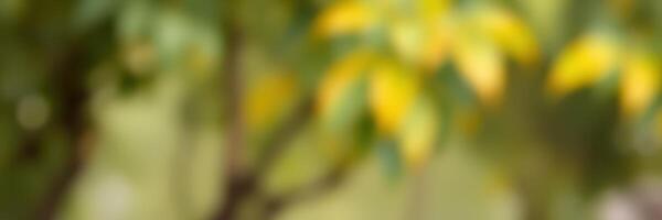 Softly blurred leaves against a natural background during a sunny afternoon photo