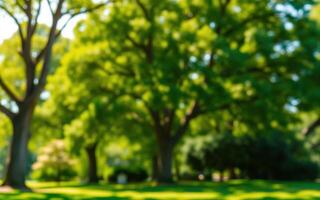 Lush green trees in a park create a serene atmosphere during a bright midday in summer photo