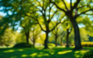 Lush greenery in a park under soft sunlight during a calm afternoon photo