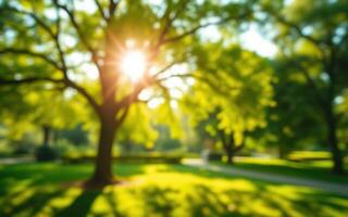 Sunlight filters through lush green trees in a park during a warm afternoon photo