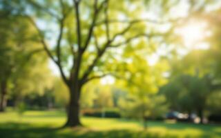 Lush green park with vibrant trees and sunlight filtering through the leaves during a sunny afternoon photo