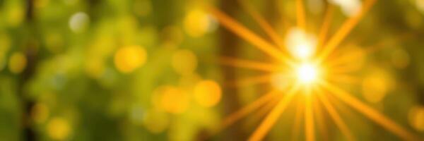 Sunlight filters through trees, creating a warm glow in a serene forest setting during the afternoon photo