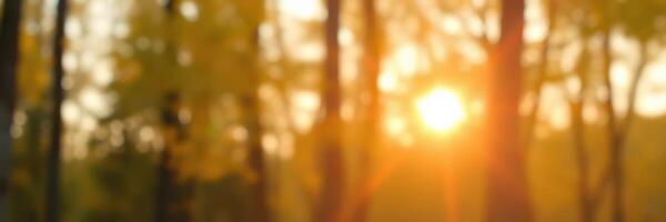 Soft sunlight filters through autumn leaves in a tranquil forest at sunset photo
