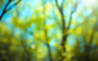 Colorful foliage creates a soft bokeh in a sunny forest during the vibrant spring season photo