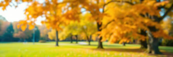 Vibrant autumn foliage in a sunny park with golden leaves and green grass during a tranquil afternoon photo