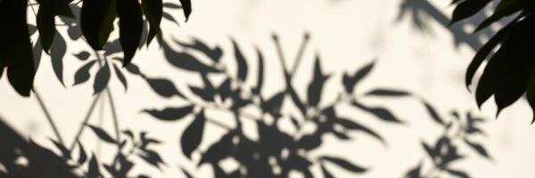 Shadows of leaves creating intricate patterns on a sunlit surface in a tranquil setting photo