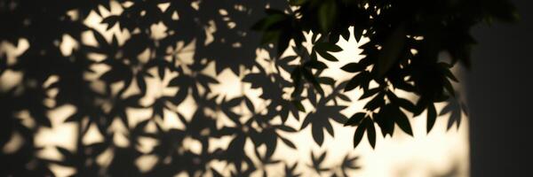 Shadows of leaves create intricate patterns on a soft background during the golden hour photo