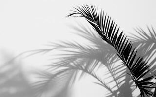 Beautiful shadows created by palm leaves on a light background during the day photo