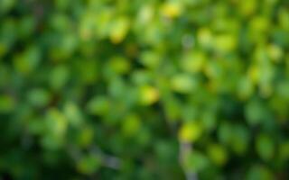 Close-up of vibrant green foliage showcasing nature's beauty during a sunny day in spring photo