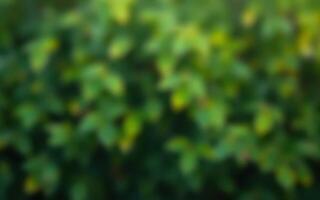 Nature backdrop featuring lush green foliage during a sunny day photo