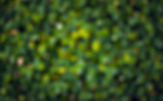 Lush green foliage creates a serene background in a summer garden setting filled with vibrant nature photo