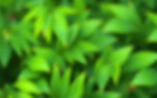 Lush green foliage creates a vibrant backdrop in a tranquil outdoor setting during a sunny day in spring photo