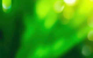 Lush green foliage illuminated by sunlight creating a serene atmosphere in a forest photo