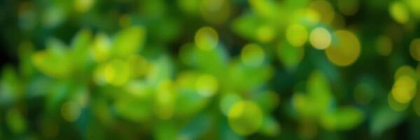 Vibrant green foliage with sunlight creating a bokeh effect in a natural setting during a warm afternoon photo