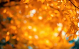Bright autumn leaves capture the essence of fall in a vibrant forest setting during golden hour light photo