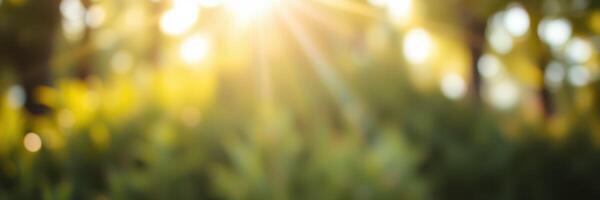 Sunlight filtering through greenery in a tranquil outdoor setting during the golden hour photo