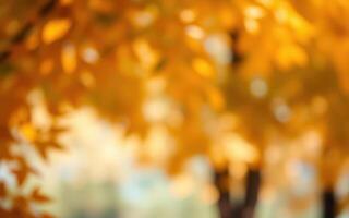 Vibrant autumn leaves creating a warm, golden atmosphere in a serene park setting photo