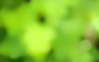 Lush greenery illuminated by sunlight filters through the leaves in a tranquil forest setting photo