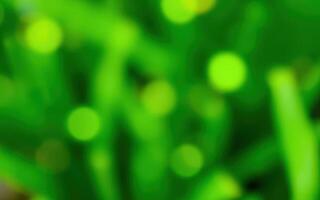 Vibrant green foliage with soft blurred bokeh effect showcasing natural beauty in a garden setting photo