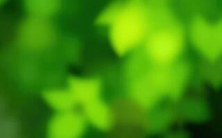 Green leaves create a vibrant background with soft focus during a sunny afternoon in a tranquil garden photo