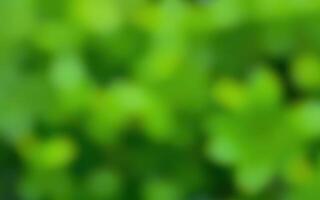 Abstract green background with blurred foliage showcasing nature's vibrant colors and textures photo