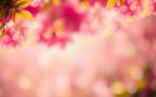 Beautiful cherry blossoms in full bloom during spring at a peaceful garden in soft sunlight photo