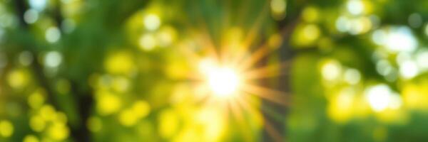 Sunlight filters through lush trees creating a warm and serene atmosphere in a vibrant natural setting photo