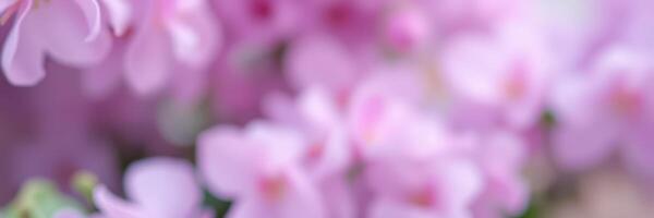 Beautiful blooming purple flowers creating a serene atmosphere in a sunny garden during springtime photo