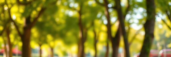 Lush park pathway lined with trees under bright sunlight during a warm afternoon in summer enhancing outdoor relaxation photo