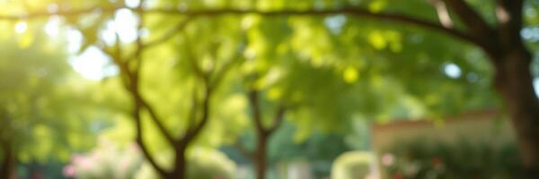 Lush green park filled with sunlight and vibrant trees during a warm summer afternoon photo