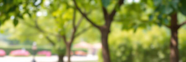 Walking through a lush park filled with trees and greenery on a sunny day in spring photo